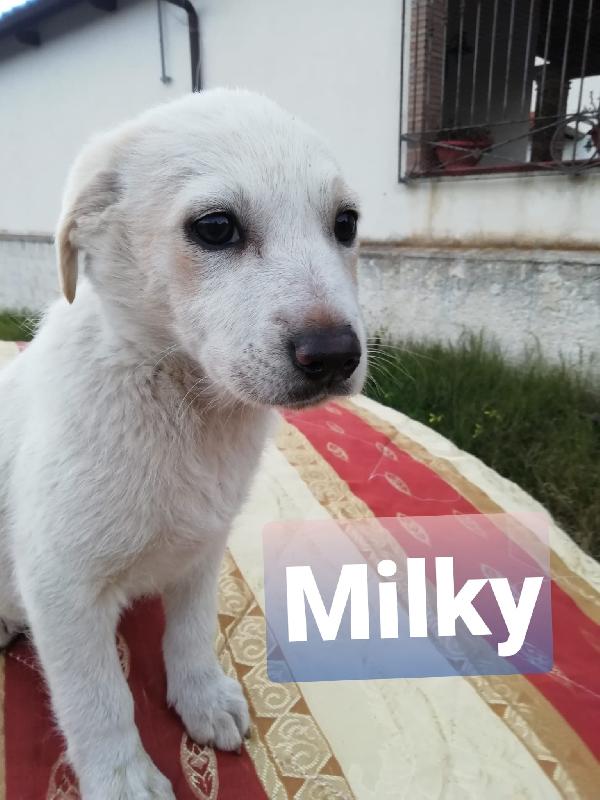 Milky Cucciola Simil Labrador 2 Mesi